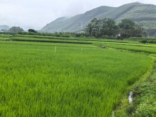 守住红色好“稻”路——象州红米擦亮“桂字号”品牌底色