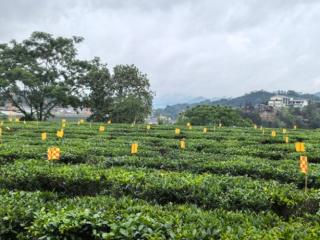 广西“桂字号”农业品牌媒体采访团走进梧州