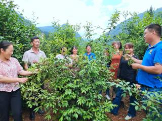 恭城县；本地人才为乡村振兴注入“强心针”