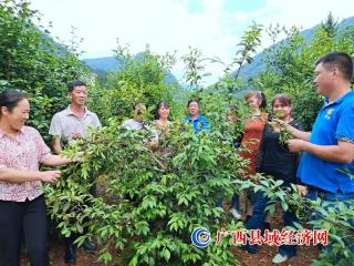 恭城县：乡土人才为乡村振兴注入“强心针”