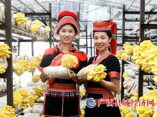 金秀县:种好“黄金菇” 趟出生态致富路