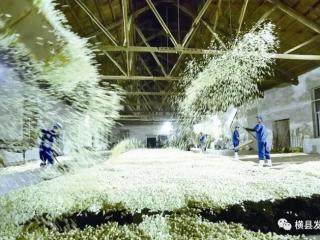 横县:茉莉花香飘四海,融合发展绽芳华