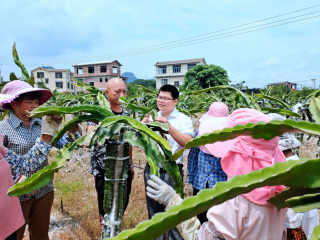 恭城:科技创新引来火龙果落户“冷”地