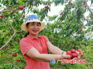 天峨：万亩油桃丰收结满树 鼓起群众致富钱袋子