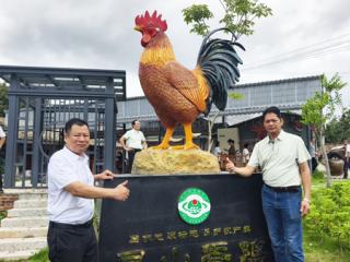 百年荔林藏“鸡”韵！灵山香鸡文化园开园迎客