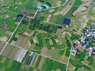 融安：“芒种”时节田园美