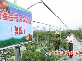 融安县：把金桔科研写在大地上