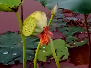 荷塘惊现并蒂莲 赏心悦目真养眼