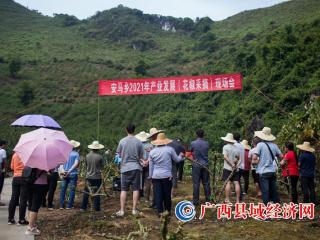 安马乡召开2021年产业发展（花椒采摘）现场会