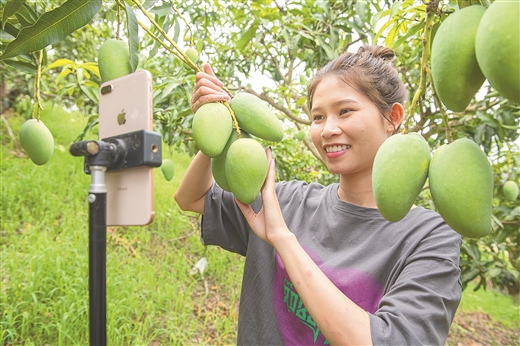 田东县:把芒果产业做优做强
