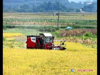 花山大地收割忙    明江两岸稻谷香