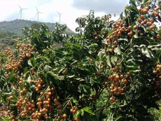 浦北：优良黄皮果 市场潜力大
