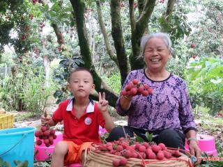 广西百年老树荔枝售价高达100元/斤