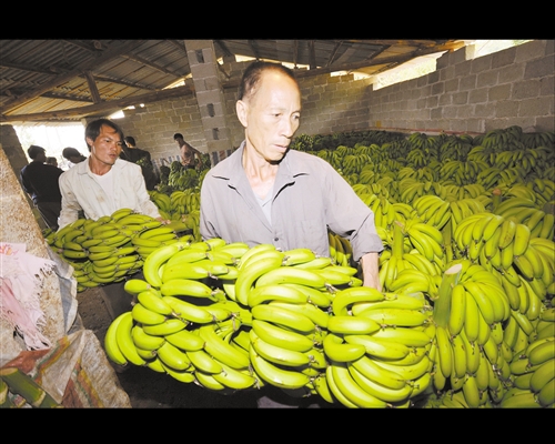 南宁: 四种本土特产畅销全国