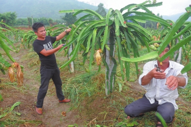 [兴业县]新型农民迈出“职业”步伐 近三年共培育800多人