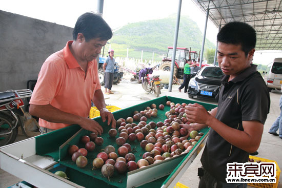 忻城县城关镇尚宁村千亩百香果种植示范基地喜丰收