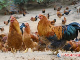 宁明：八角林下的美味——八角香鸡