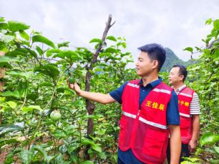 天等黎亮村：“牛果蚕游”齐发力 村集体经济收入增三成