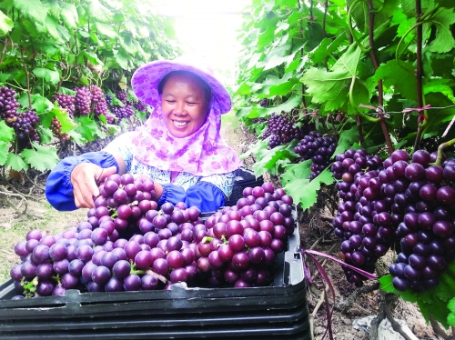 兴安会龙村民:“泥腿子”变成了“葡萄专家”