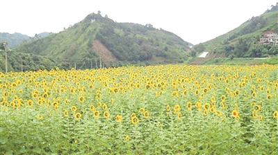那坡县德隆乡百亩向日葵绽放迎客
