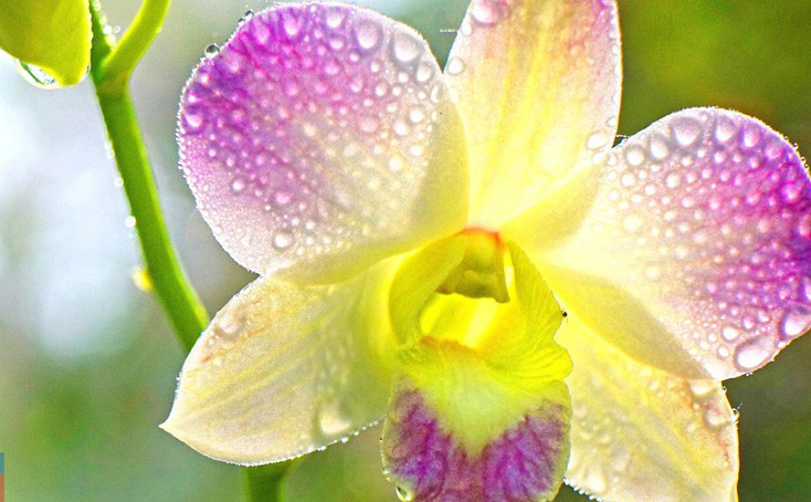 赏兰之雅品兰之韵 南宁青秀山兰园又添新景