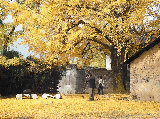 兴安县着力打造“桂北老家”银杏新村