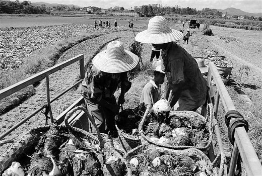 [浦北县]生态农业巡礼：“水陆空”立体发展