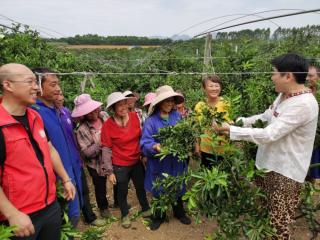 橘园管护忙 硕果枝头满 预计今年广西柑橘产量稳产略增