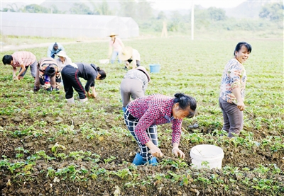 罗城县观光农业促农增收