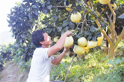 宜州大显红心蜜柚等你摘
