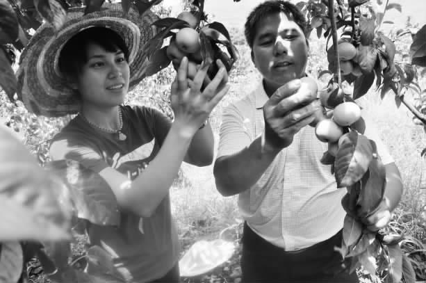 看柳州小杂果产业带来的新气象：水果“新丁”钱景”看好