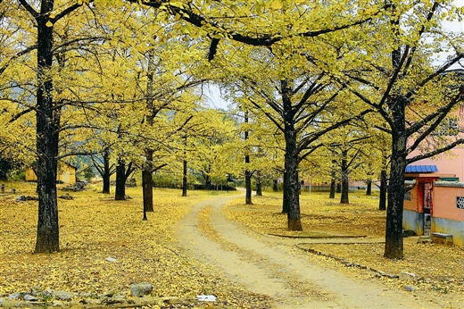 寻找广西最美的秋天