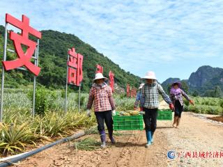 凤梨喜获丰收   发展大有盼头