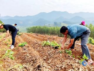 耕地复垦种植忙   耕地保护有保障