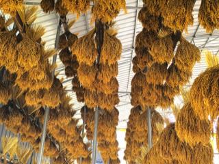 环江香糯：千年贡米焕新颜 合作社引领农户共富路