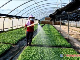 科学管理秋冬菜    增产增收步伐快