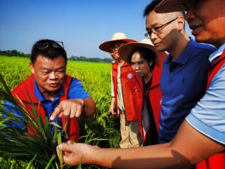 广西乡村科技特派员田间“传经” 筑牢粮食安全防线