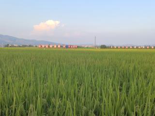 培育优质稻、智能化仓储 广西守护粮仓有妙招