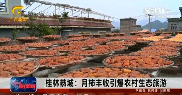 恭城县：月柿丰收引爆农村生态旅游