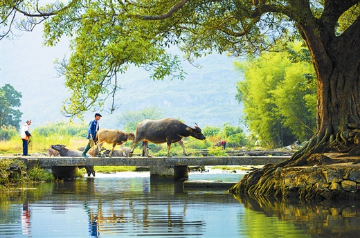 “美丽广西”探索中国乡村建设之路：新农村的美丽实践