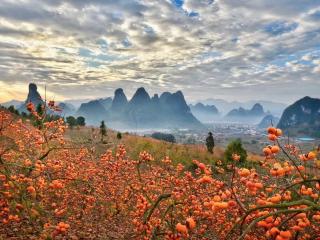 恭城瑶族自治县：茶柿香甜 城蕴文武