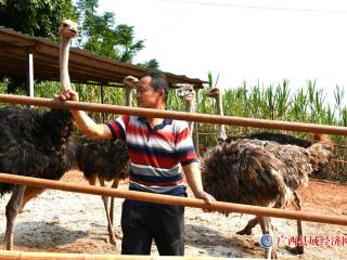 鸵鸟养殖收益大   特色产业顶呱呱
