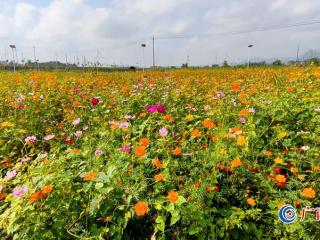 冬日暖阳格桑开       游客留影在花海