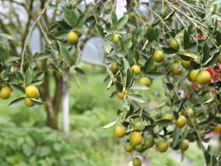 2023年“桂字号”广西金桔产销对接活动在柳州举行 融安金桔飘香销全国