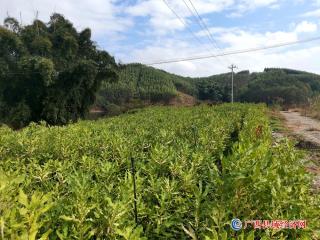 宁明华侨农场积极培育坚果育苗基地助力坚果生产