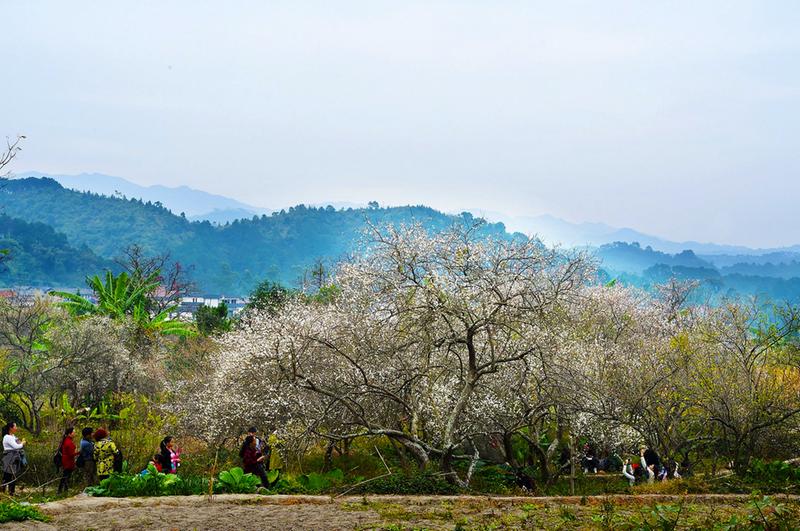 宾阳县：陈平梅花节28日开幕 着力打造生态梅花旅游小镇