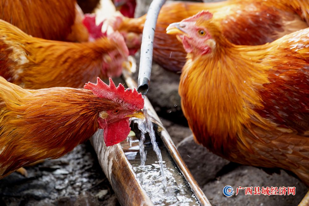 八角香鸡  无限商机