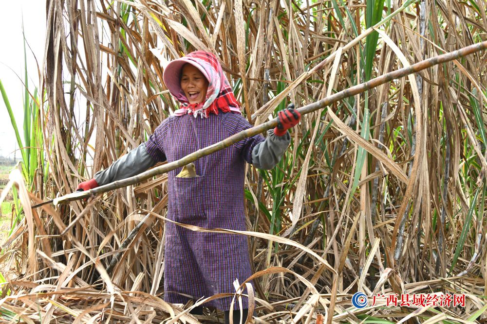 广西宁明县广大蔗农抓紧砍收甘蔗有序入厂