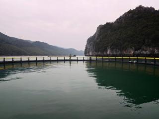 广西ai赋能越南渔业发展 下龙湾首个智慧深水网箱建成下水