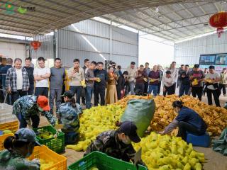 2025广西秋冬水果产销对接活动举办 沉浸式溯源助力“桂字号”果香飘全国